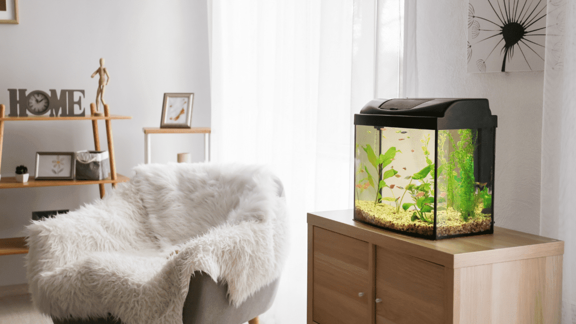 Comment déménager un aquarium