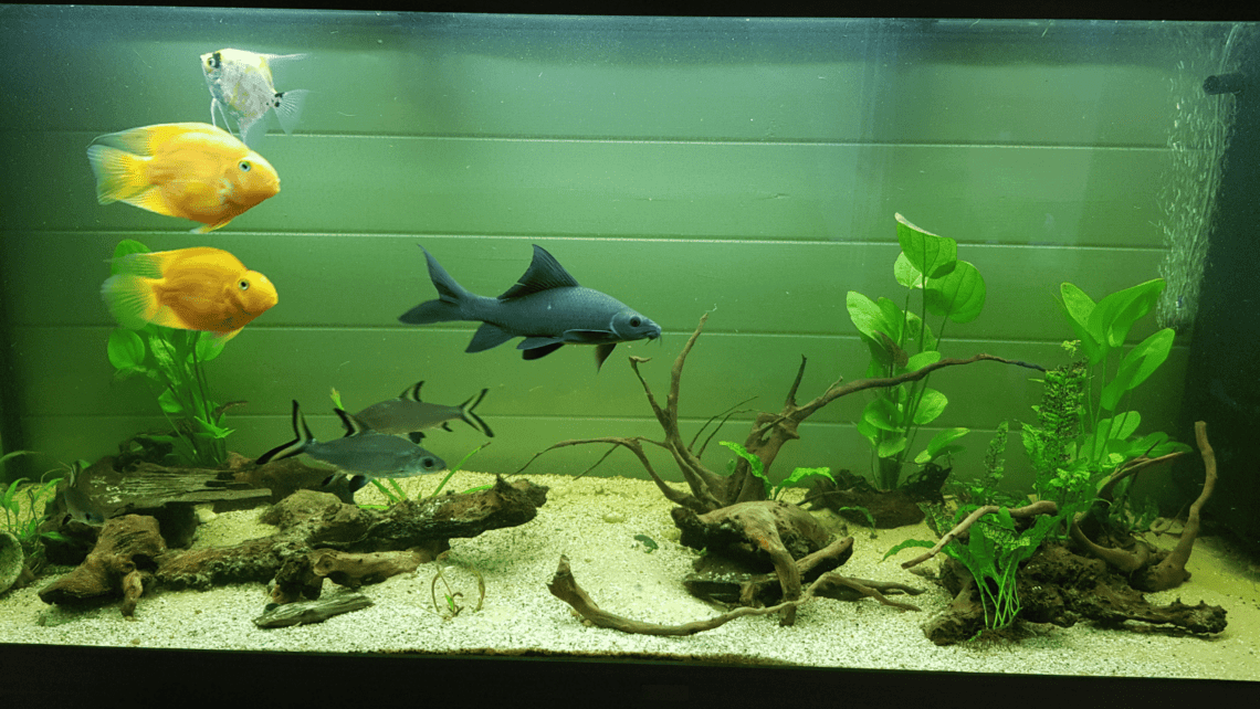 demenagement aquarium